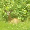 White-tailed Deer