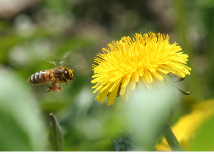 L' ape e il fiore di gabrieleschmid