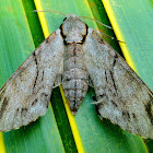 Plain grey hawkmoth