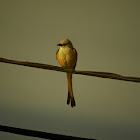 Scissor-tailed Flycatcher