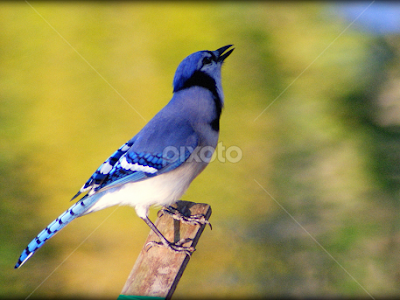 √70以上 blue jay female 157212-Blue jay female color