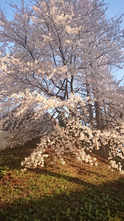 末っつ〜Class of Yellow-黄組-さんが投稿した新潟県小千谷市・勤務先敷地内・桜・車関係ではありませんに関するカスタム事例の投稿画像2枚目