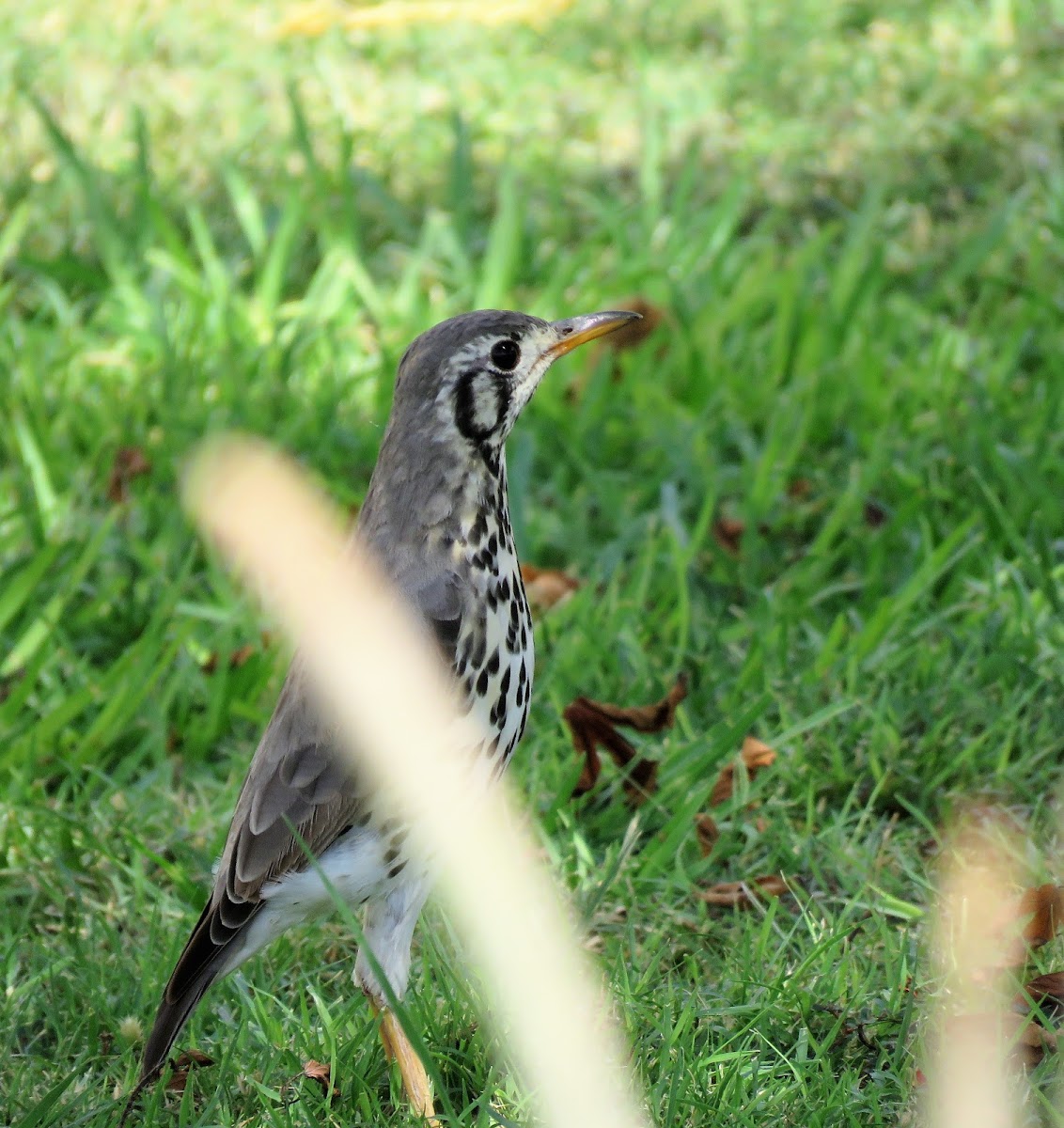 Groundscraper thrush