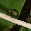 Green Syrphid fly