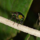 Green Syrphid fly