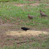 Brown-headed Cowbird