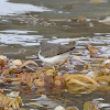 Spotted Sandpiper