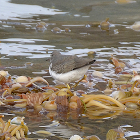 Spotted Sandpiper