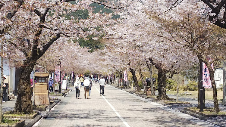 4シリーズ カブリオレのなんちゃってM4フロントバンパー・桜吹雪の中に関するカスタム事例の投稿画像5枚目