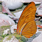 Flame Butterfly