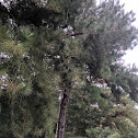 Pine