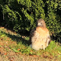 Red-tailed hawk