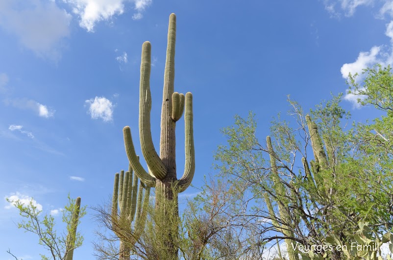 Saguaro NP, Valley view overlook trail