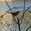 Northern Mockingbird