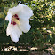 Rose of Sharon