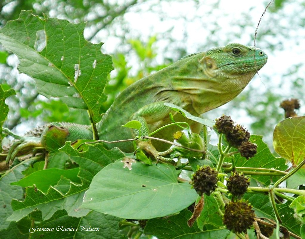 Green Iguana