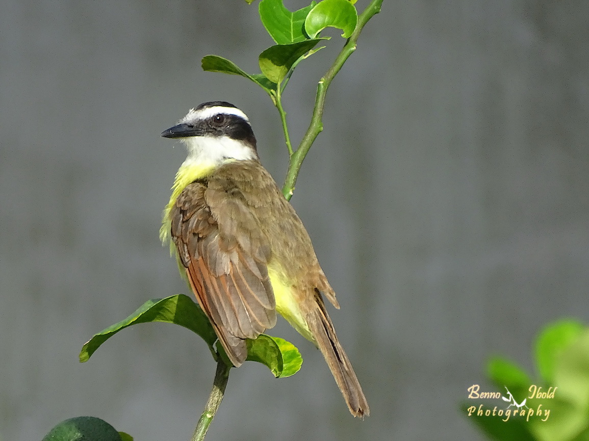 Great kiskadee