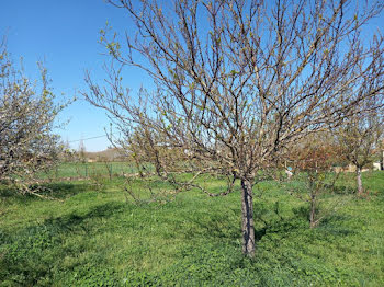 terrain à Lisle-sur-Tarn (81)