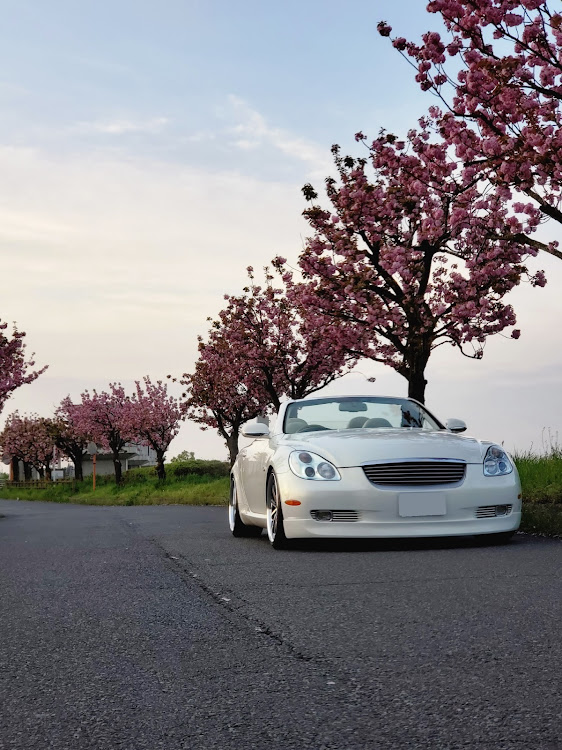 ソアラの八重桜コラボ・オープンカー・ドライブに関するカスタム事例の投稿画像4枚目