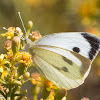 Large White