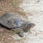 Florida soft shell turtle