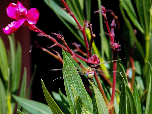 Odonata. di Cenati Gino