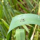 Ichneumonid Wasp