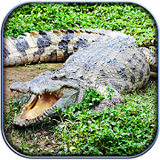 Life of Crocodile - Wild Sim 1.10 Icon