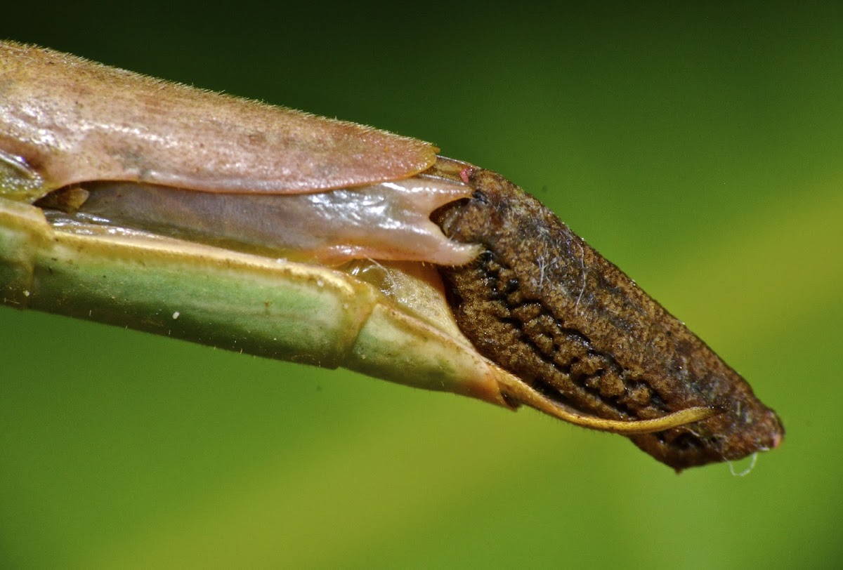 Stick Insect, Phasmid - Female