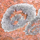 lichens