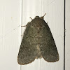 Drab Prominent Moth
