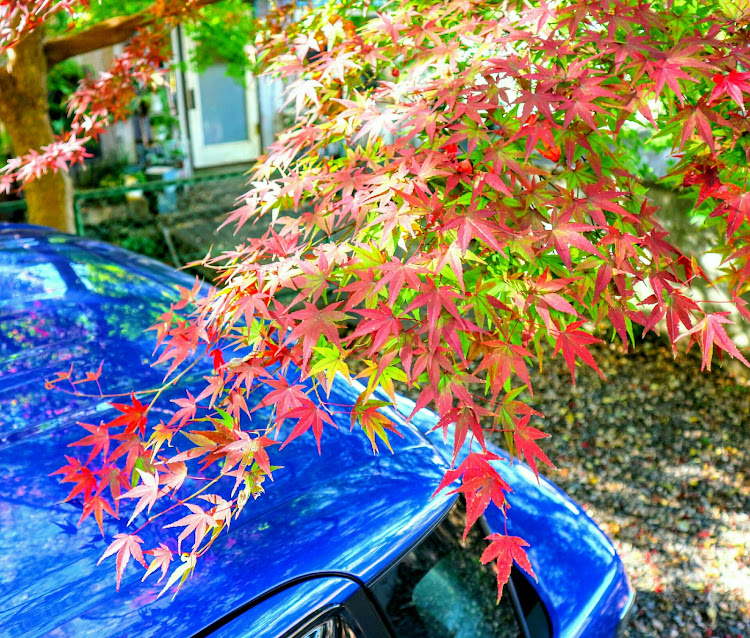 Nボックスカスタムの紅葉・銀杏・紅葉狩り・あと少しに関するカスタム事例の投稿画像2枚目