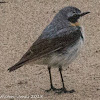 Wheatear