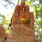 Marbled Orbweaver