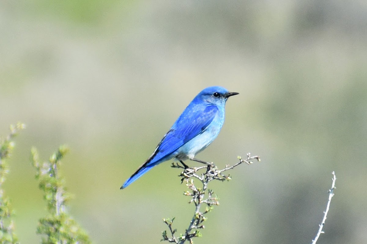 Mountain bluebird