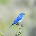 Mountain bluebird