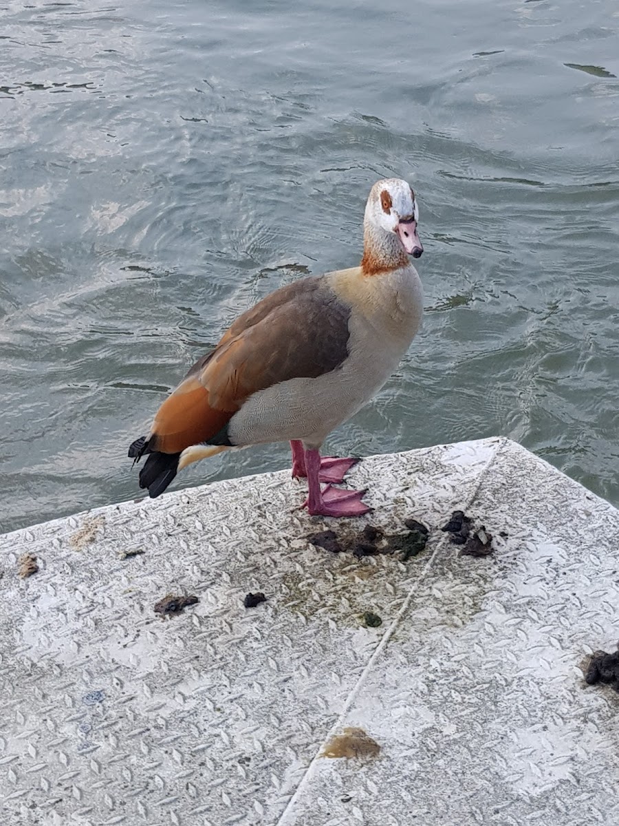 Egyptian goose