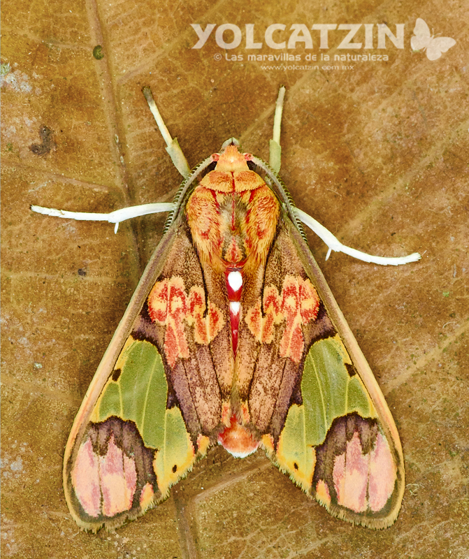 Neonerita bernardoespinozai moth