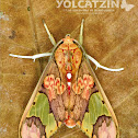 Neonerita bernardoespinozai moth