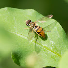 Syrphid Fly