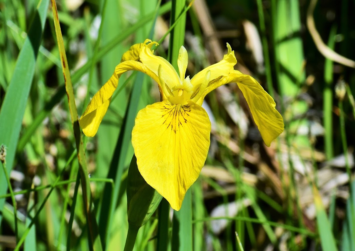 Yellow flag iris