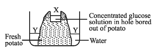 Transport in plants