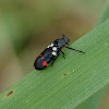 Rice Spittle Bug