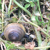 Snail