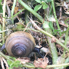 Snail