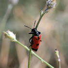 Blister Beetle