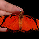 Juno Silverspot, Juno Longwing, or Juno Heliconian