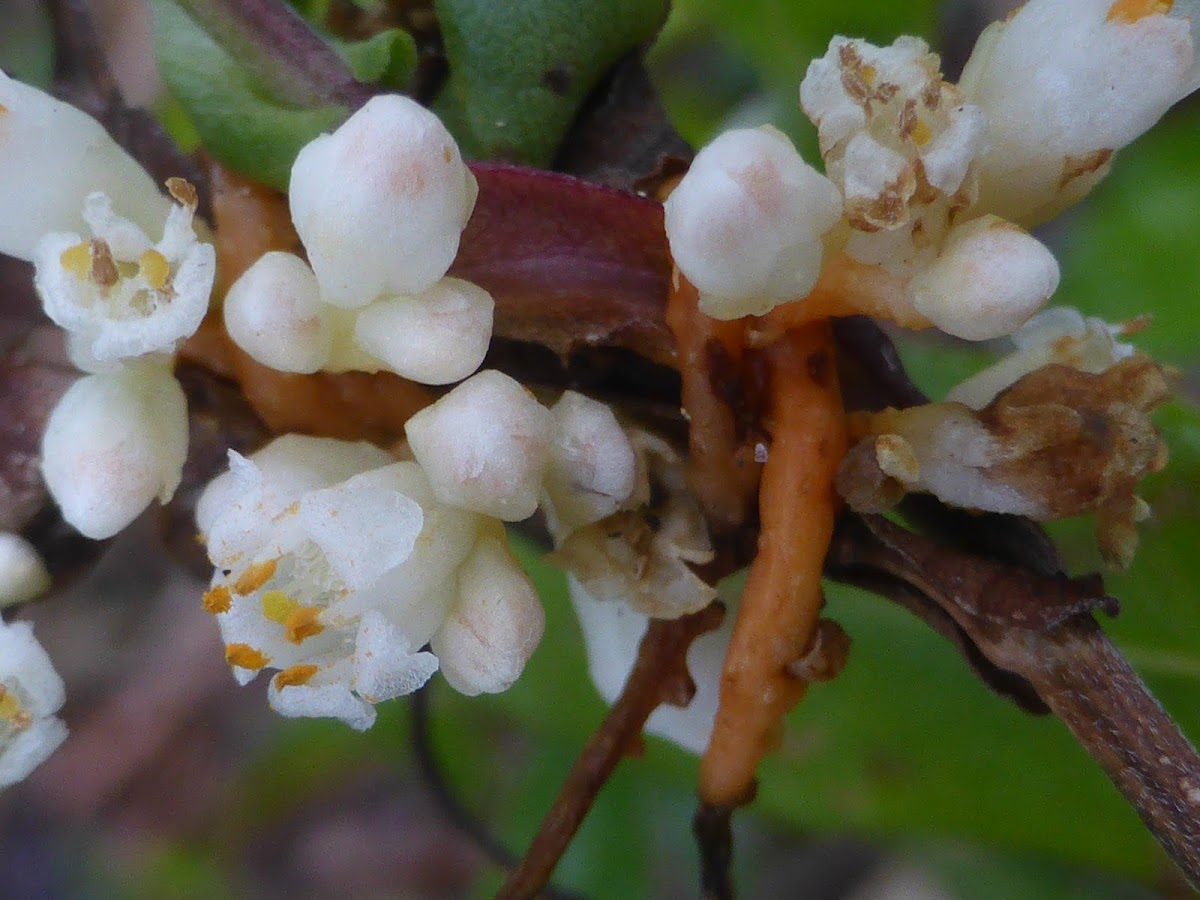 Dodder