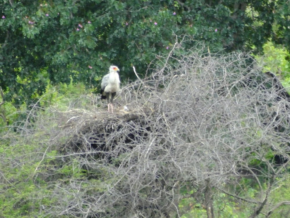 Secretary Bird's nest