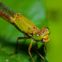 Damselfly